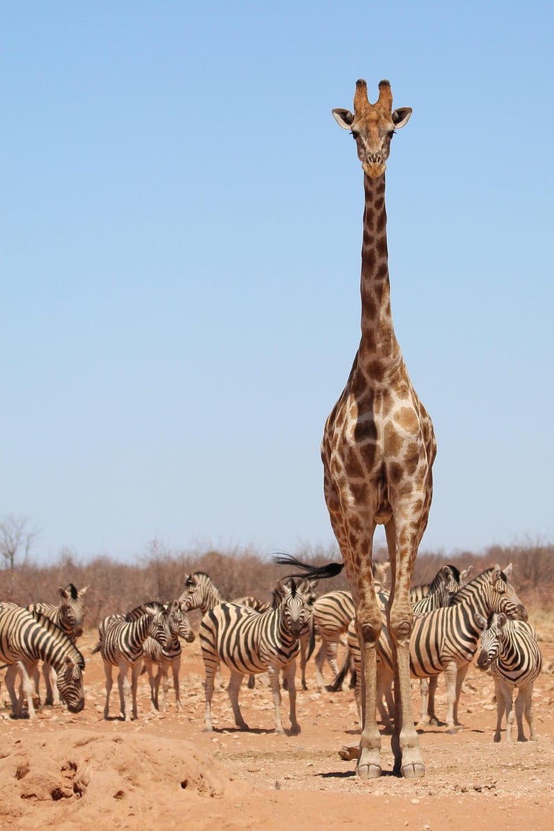 Giraffe in Safari